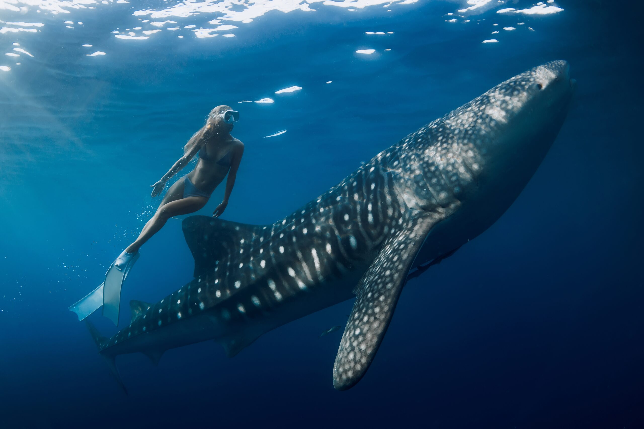Freediver,Woman,Dives,With,Whale,Shark,In,Blue,Ocean.,Snorkeling